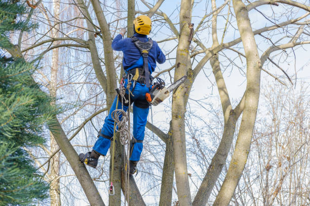 How Our Tree Care Process Works  in  Utica, OH